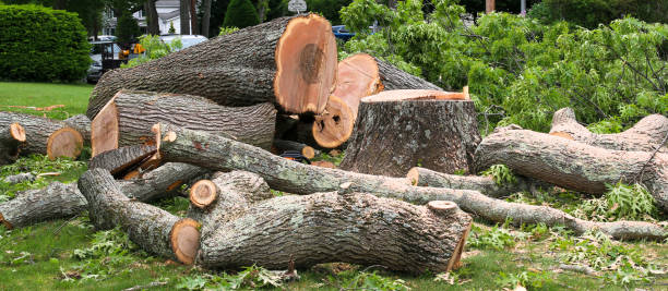 Best Tree Maintenance Programs  in Bucyrus, OH